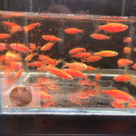 GloFish Red Danio - Aqua Huna