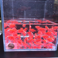 GloFish Red Tetra - Aqua Huna