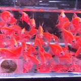 GloFish Red Tetra - Aqua Huna