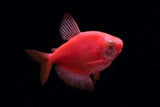 GloFish Red Tetra - Aqua Huna