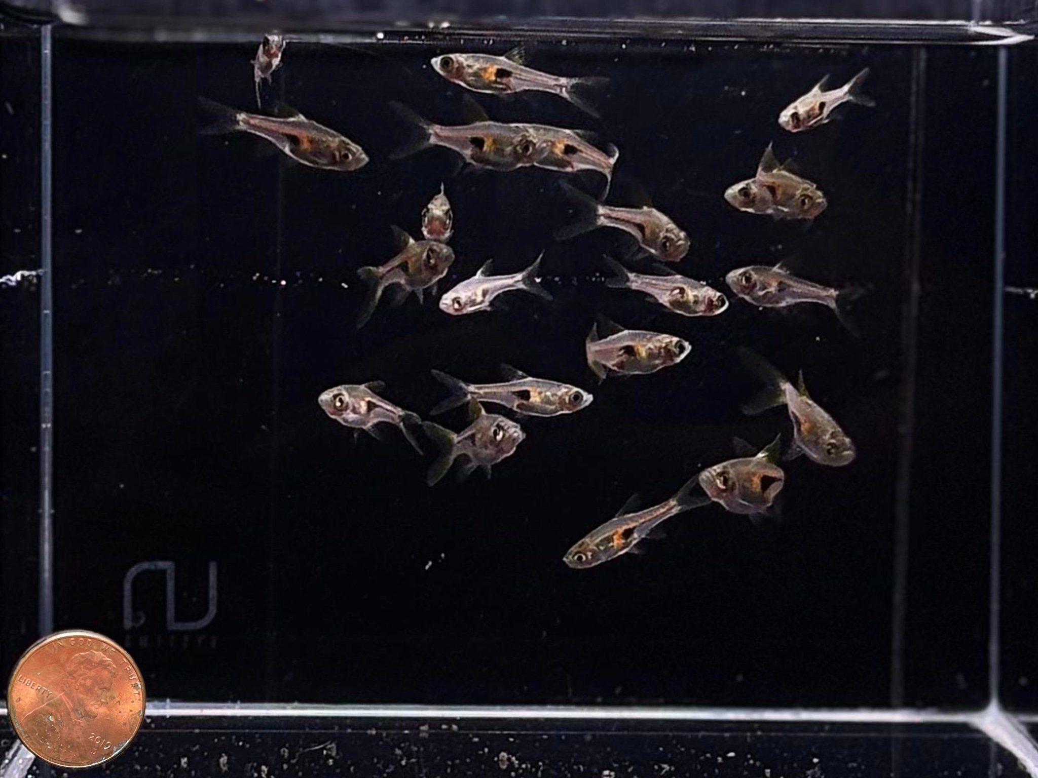 bora「白夜」 Glowlight Rasbora - Hardy Freshwater Community Fish for Sale