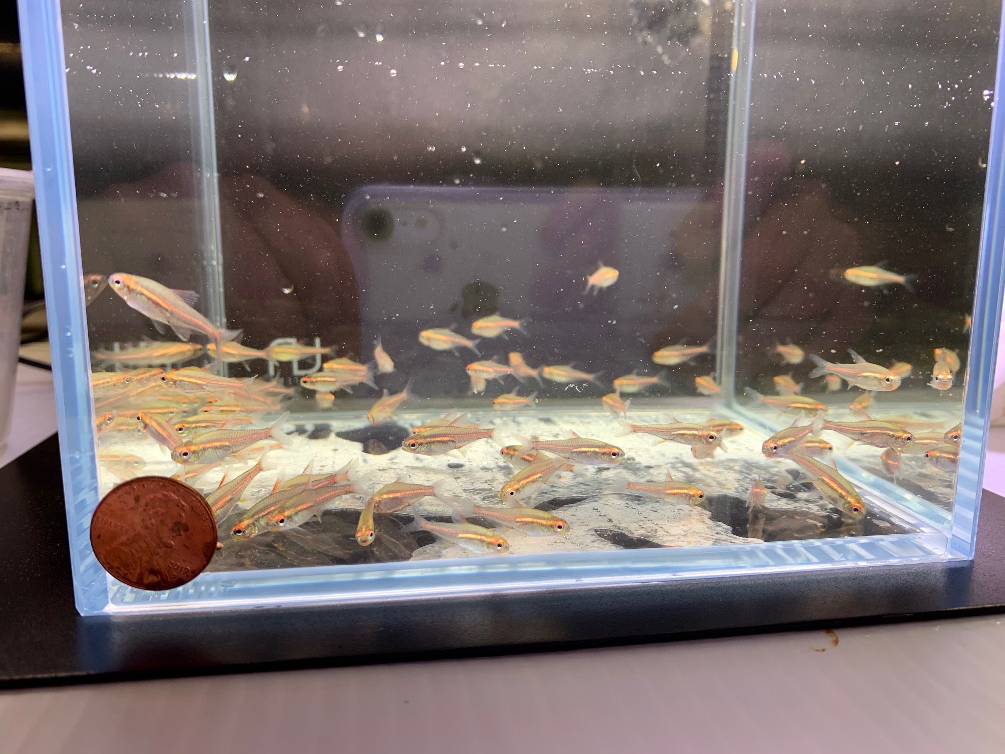 Glowlight Tetra - Aqua Huna
