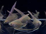 Gold Angelfish - Aqua Huna