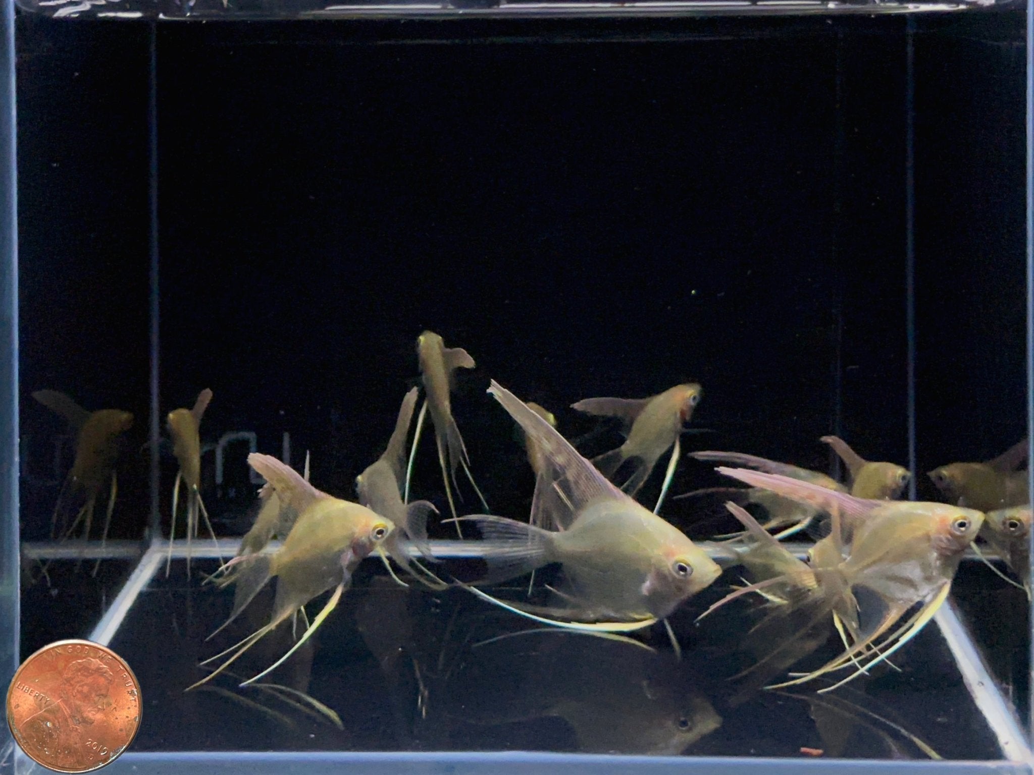 Gold Angelfish - Aqua Huna