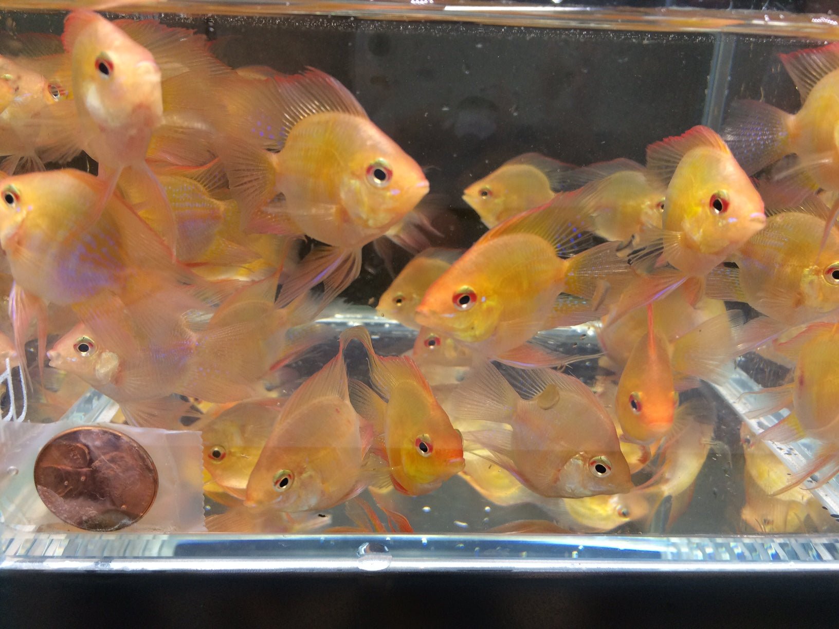 Gold Balloon Ram - Aqua Huna
