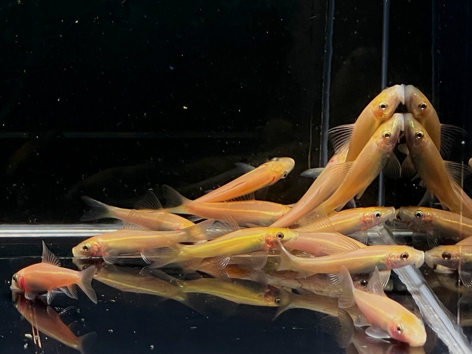 Gold Chinese Algae Eater - Aqua Huna