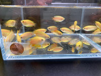 Gold Honey Gourami - Aqua Huna