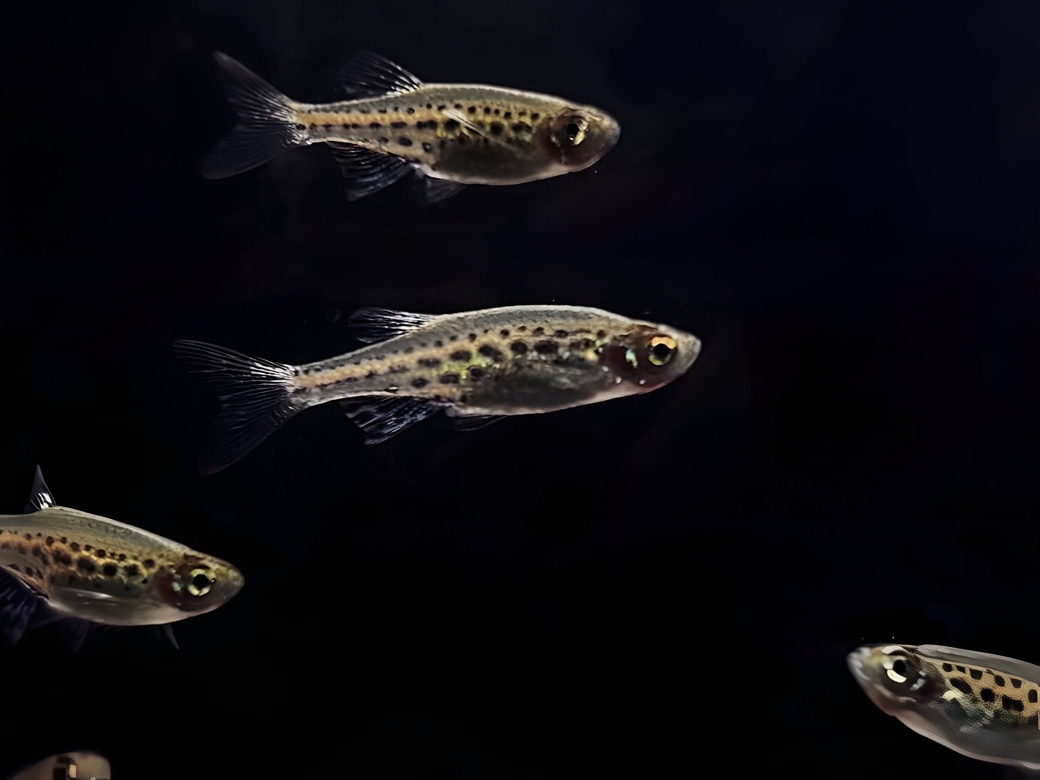 Gold Ring Danio - Aqua Huna