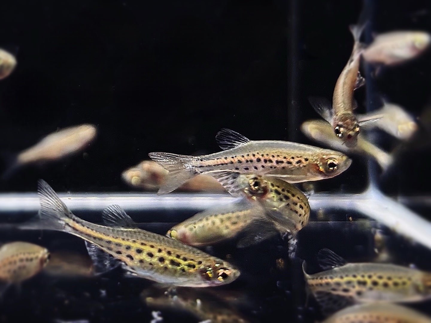 Gold Ring Danio - Aqua Huna