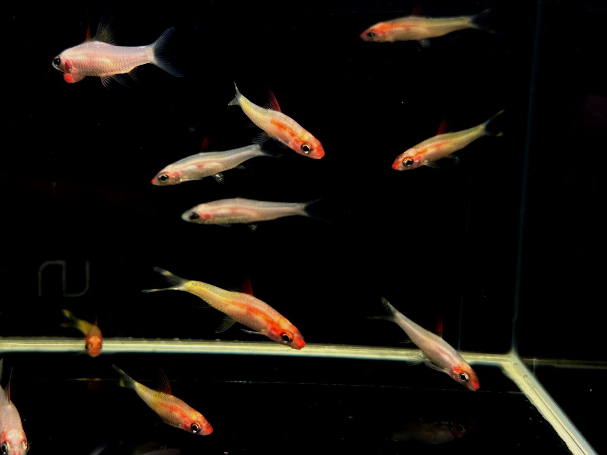 Roseline Shark/Red-Line Torpedo Barb (2pack) Freshwater Fish