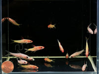 Gold Roseline Shark