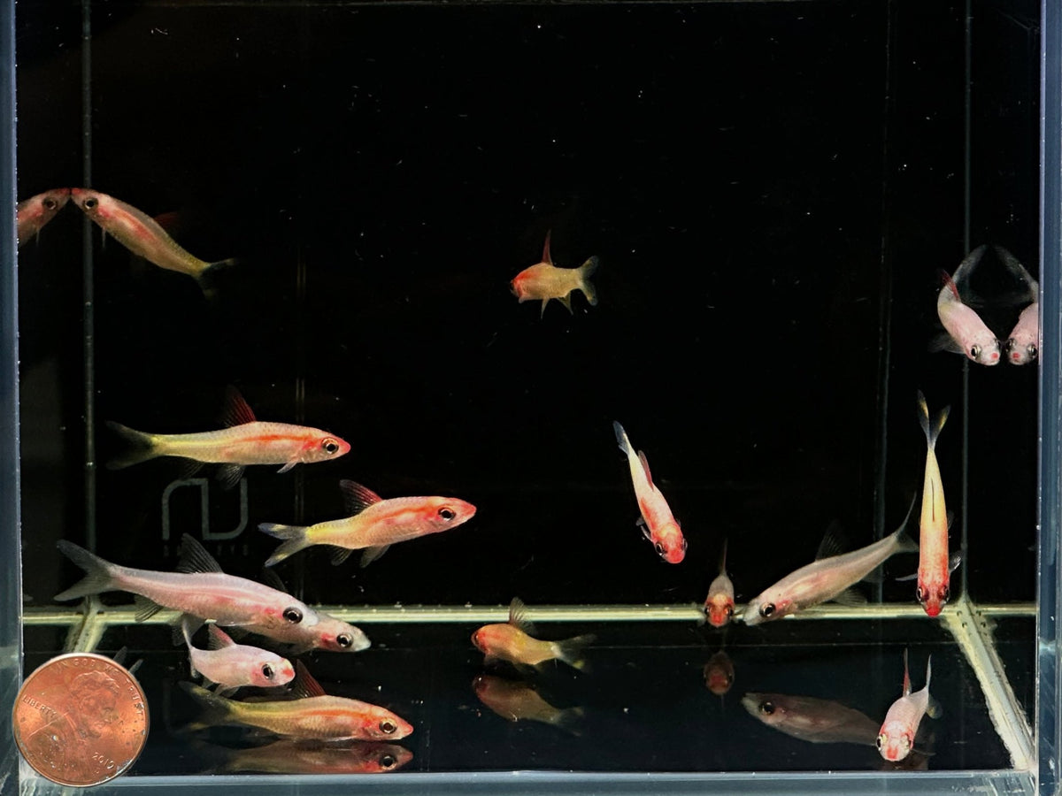 Roseline Shark/Red-Line Torpedo Barb (2pack) Freshwater Fish