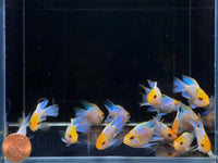 Golden Electric Balloon Ram - Aqua Huna