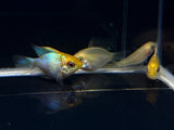 Golden Electric Balloon Ram - Aqua Huna