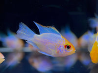 Golden Electric Balloon Ram - Aqua Huna