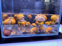Jade Mystery Snail