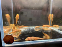 Golden Pleco (2 inch) - Aqua Huna