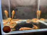 Golden Pleco (2 inch) - Aqua Huna