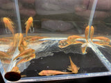 Golden Pleco (2 inch) - Aqua Huna