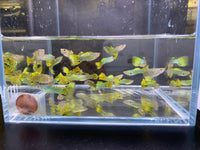 Green Cobra Guppy Males - Aqua Huna