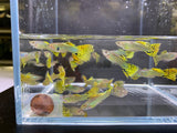 Green Cobra Guppy Males - Aqua Huna