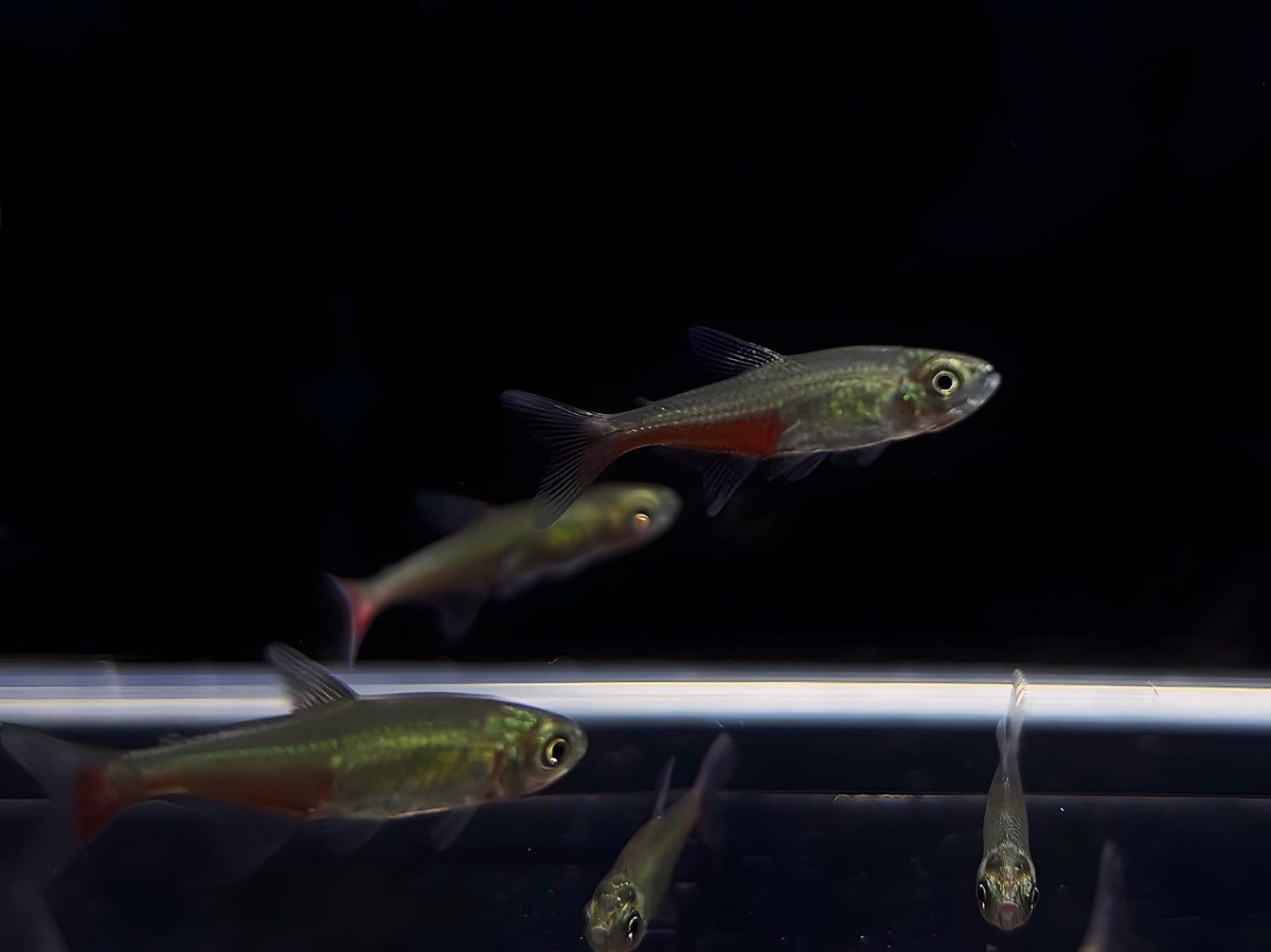 Green Fire Tetra
