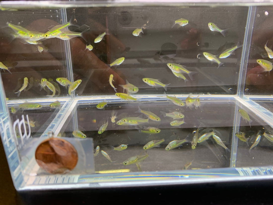 Green Neon Rasbora - Vibrant Freshwater Gem