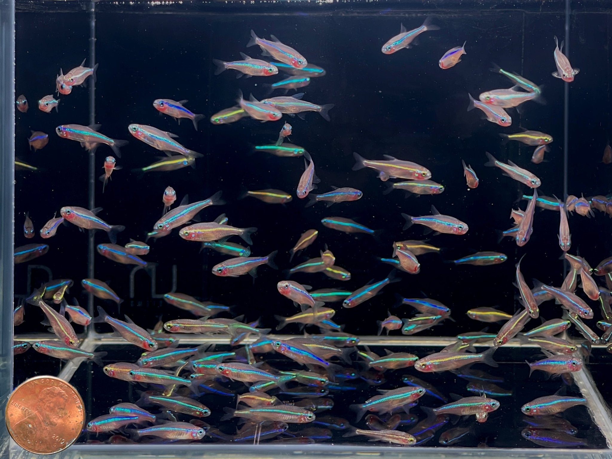 Green Neon Tetra - Aqua Huna