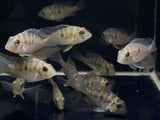 Gymnogeophagus balzanii - Aqua Huna