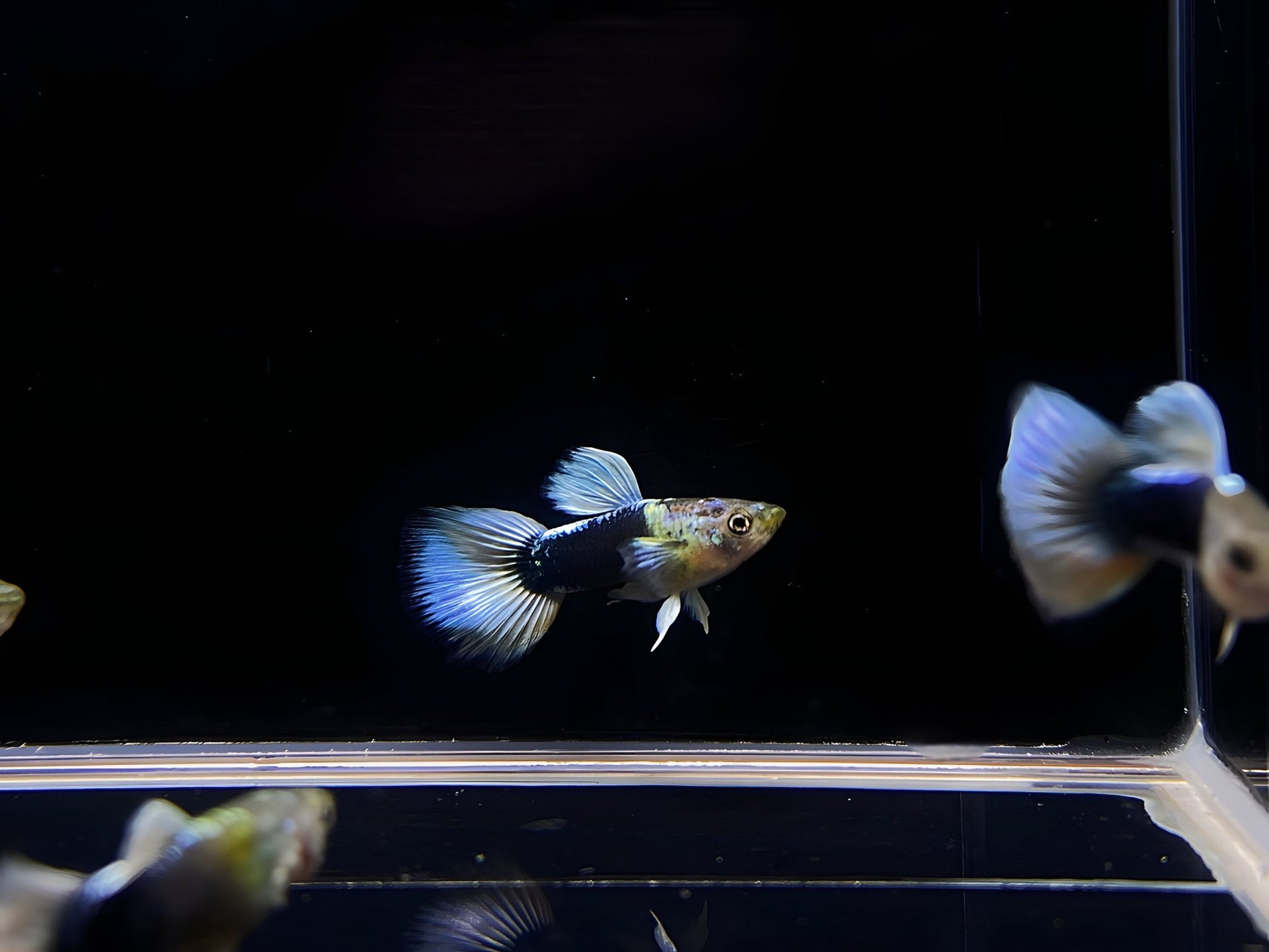 Half Black White Guppy Males