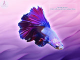 Half Moon Betta Male - Aqua Huna