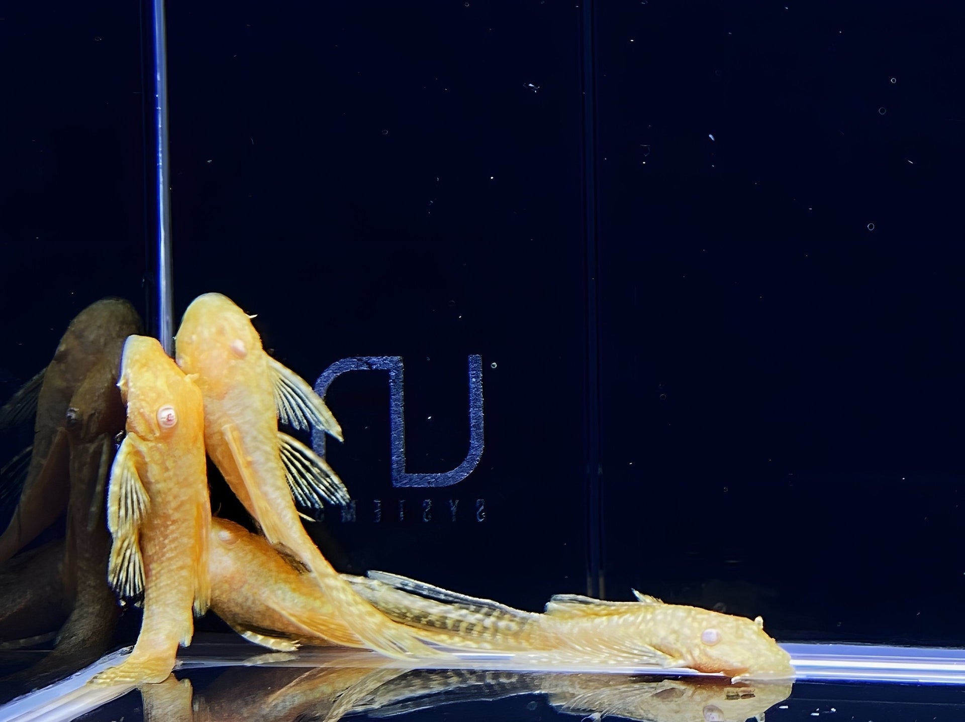 Hi-Fin Albino Yellow Bristlenose Pleco (1.25"-2")