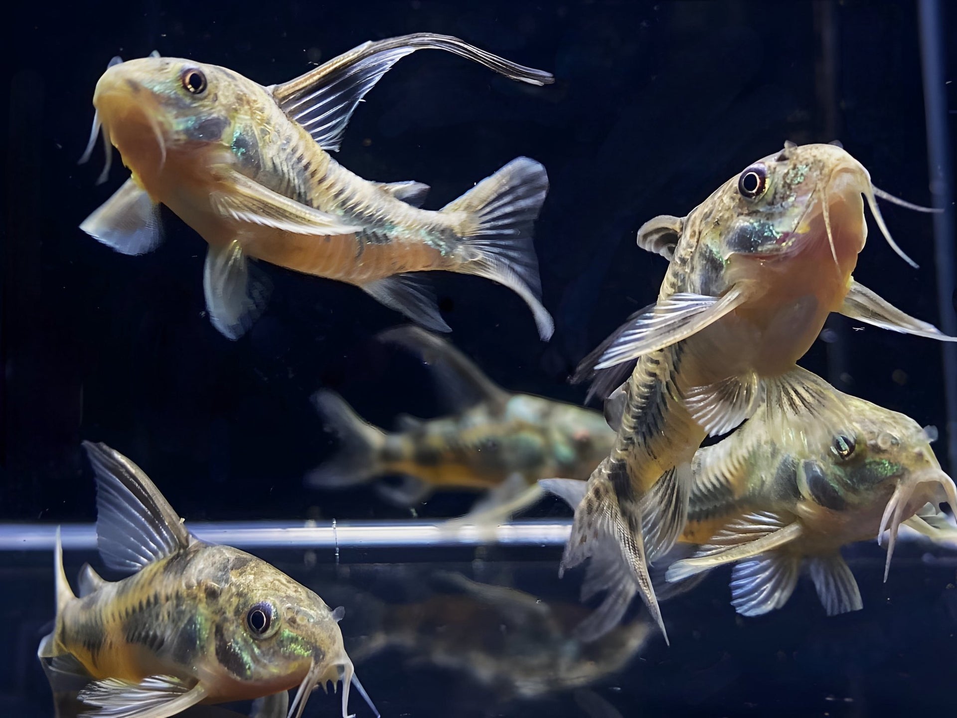 HiFin Paleatus Cory (Size: Medium/Large)