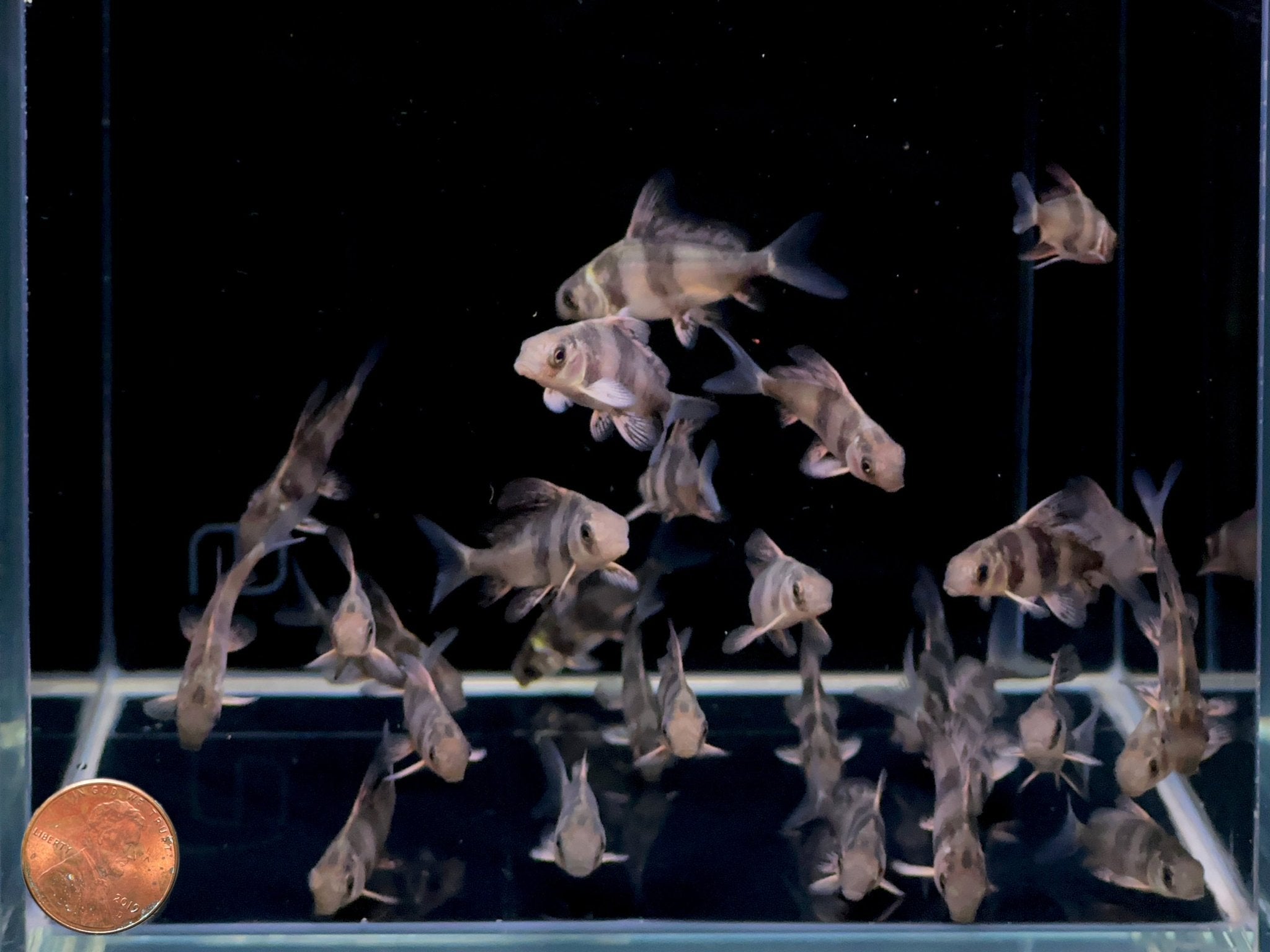 High Fin Banded Shark / Loach - Aqua Huna