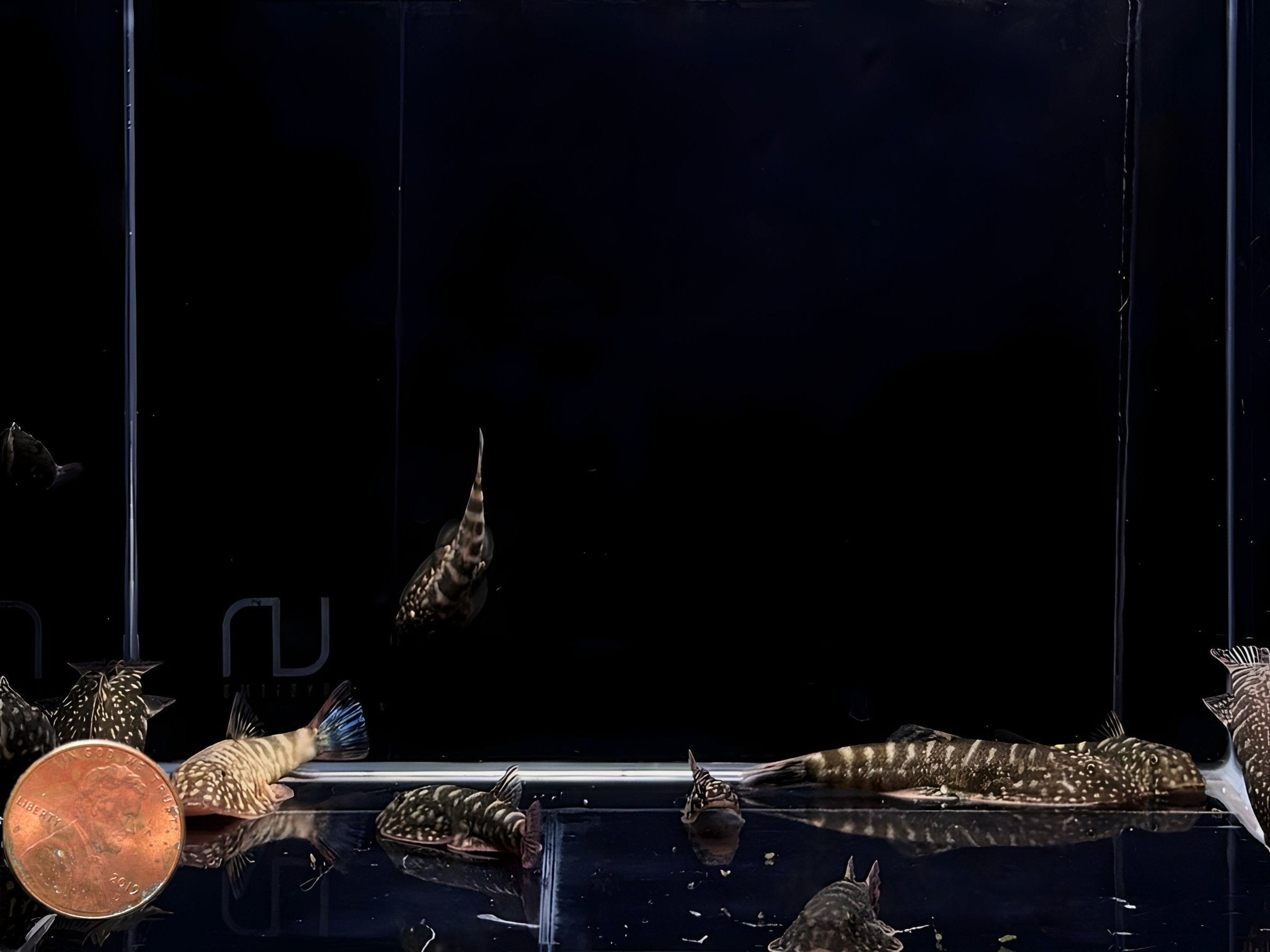 Hillstream Loach | Assorted UFO - Aqua Huna