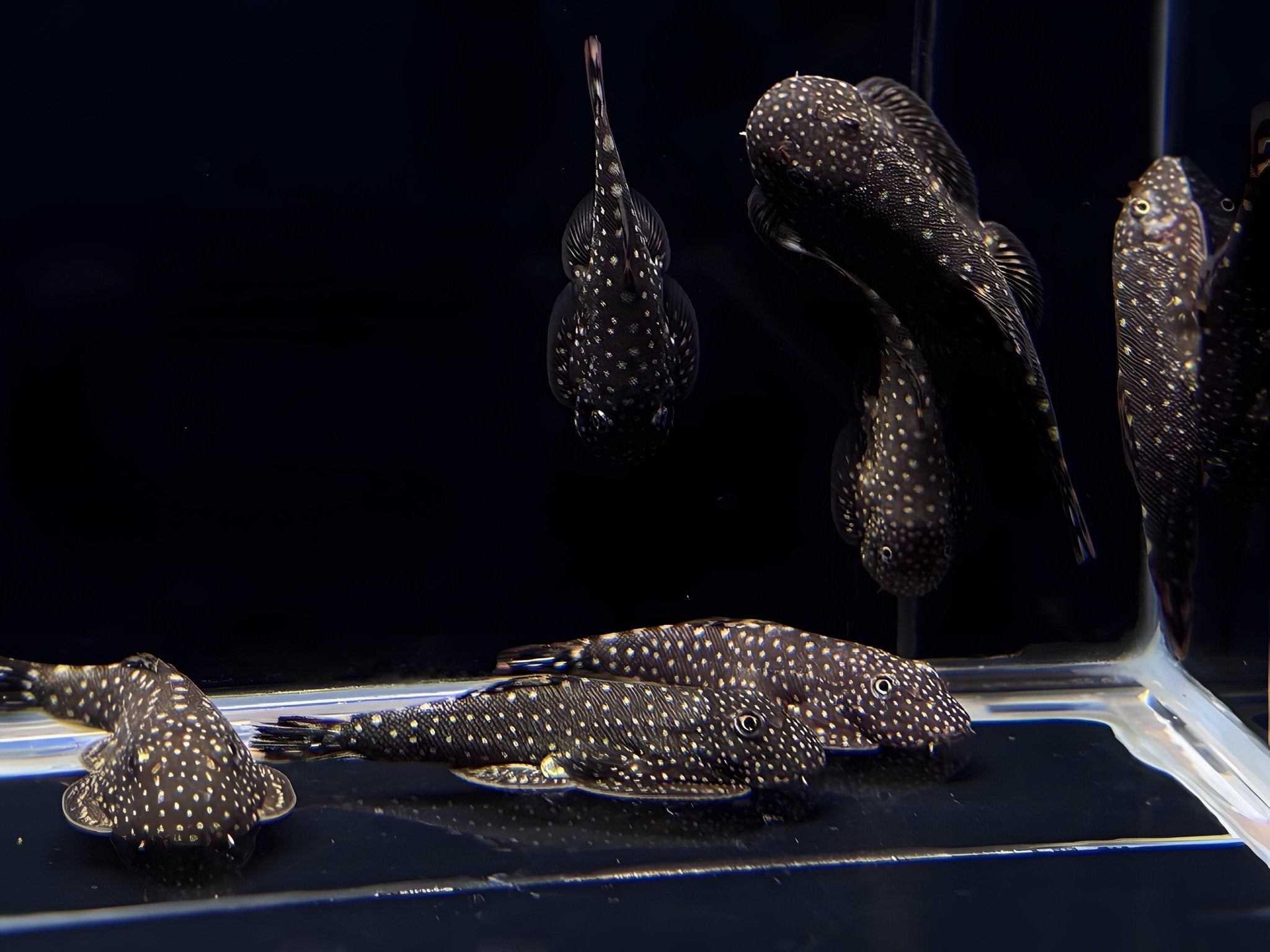 Hillstream Loach | Spotted - Aqua Huna