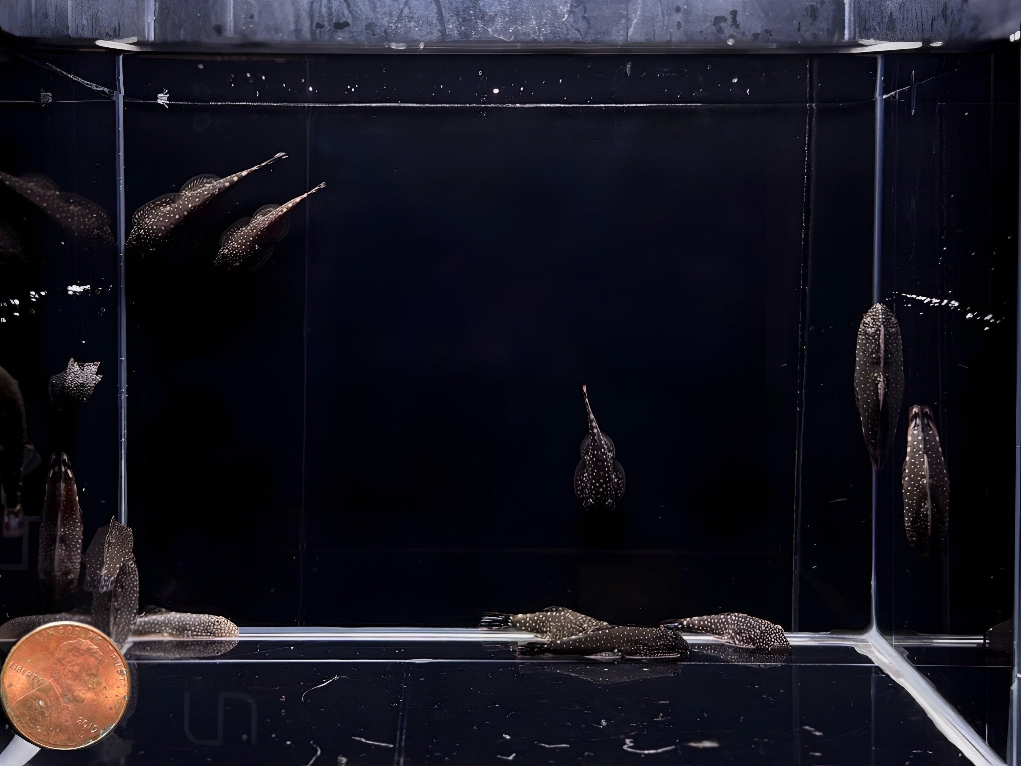 Hillstream Loach | Spotted - Aqua Huna