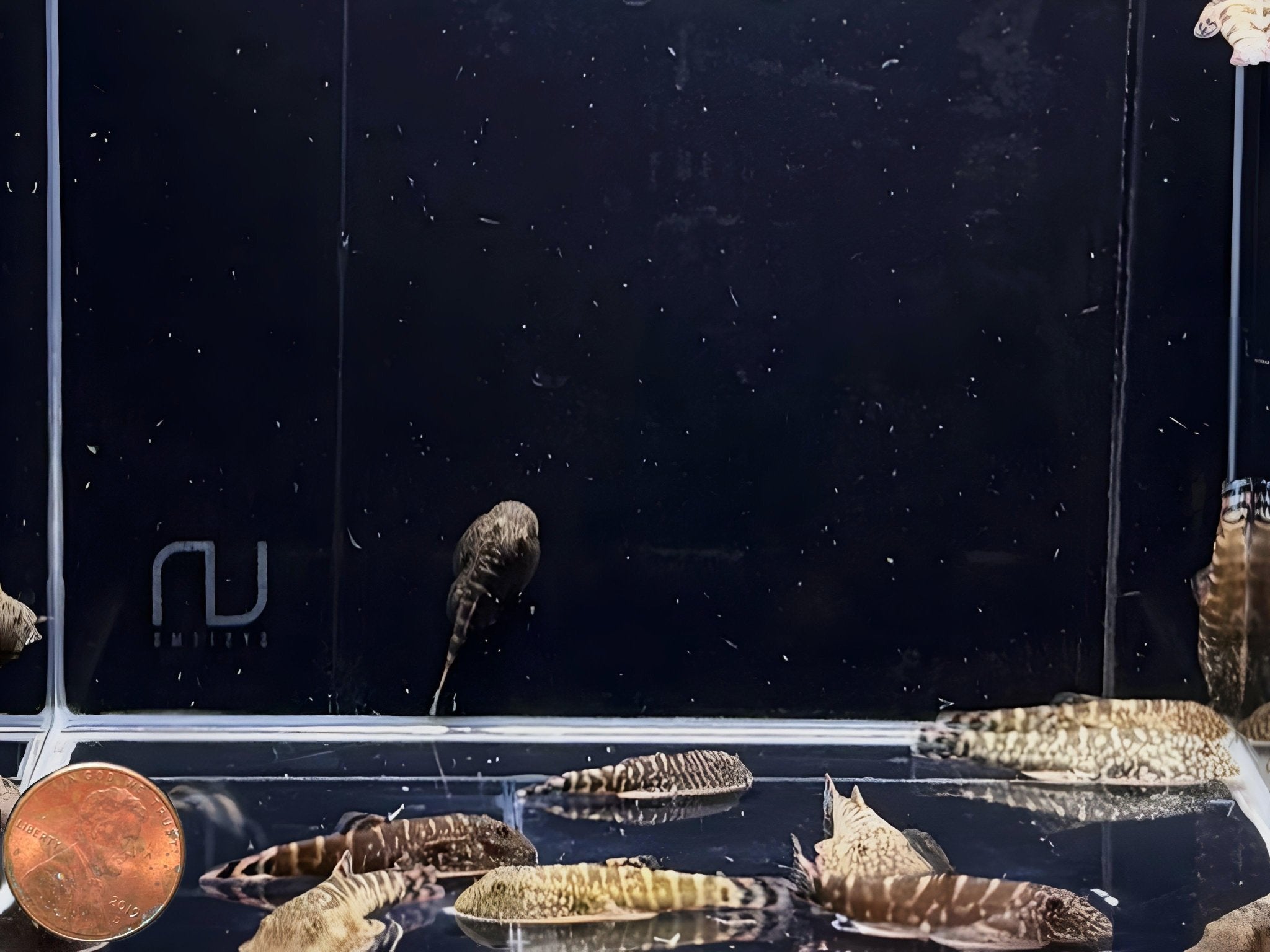 Hillstream Loach | UFO 2 - Aqua Huna