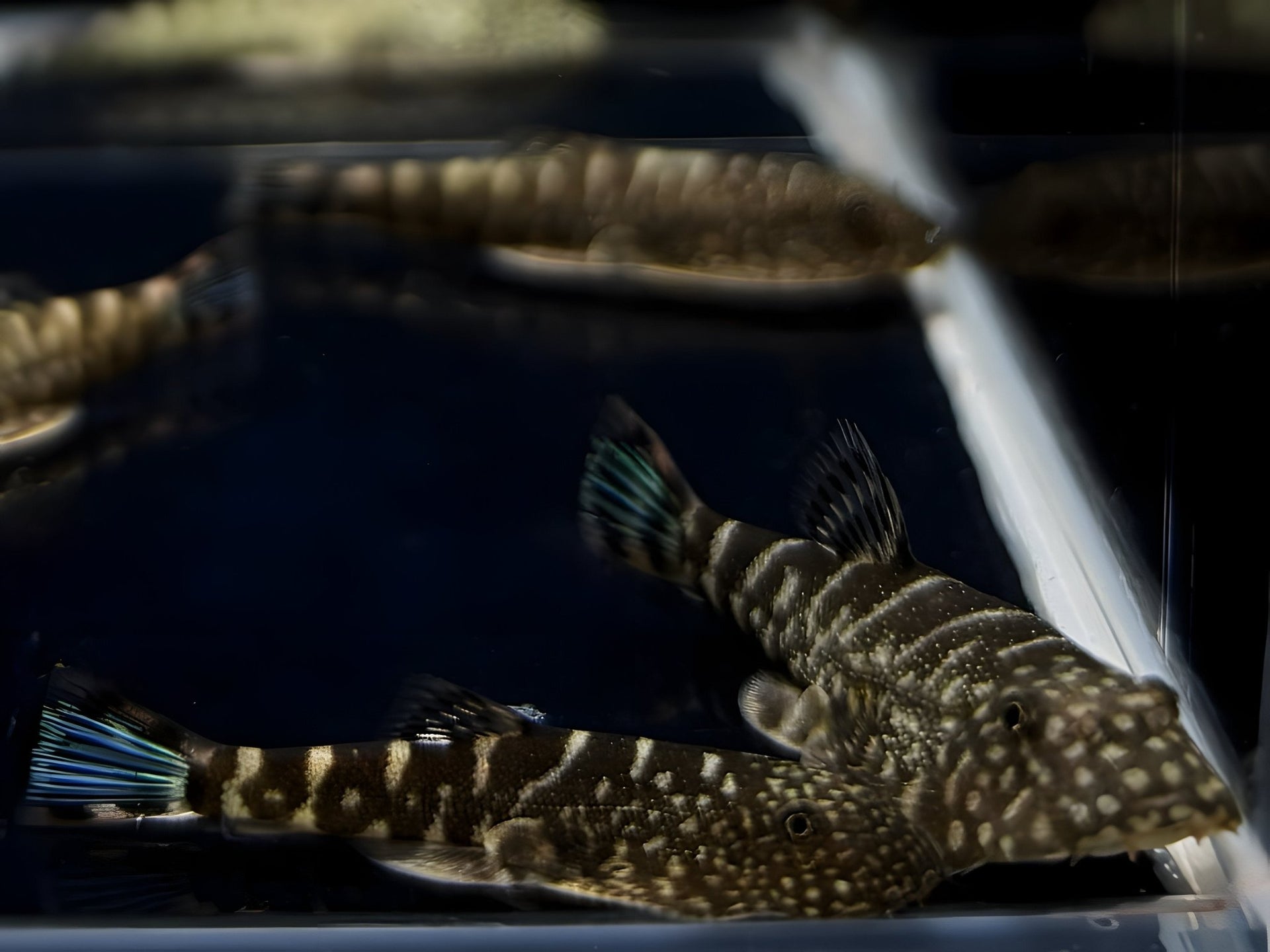 Hillstream Loach | UFO #2