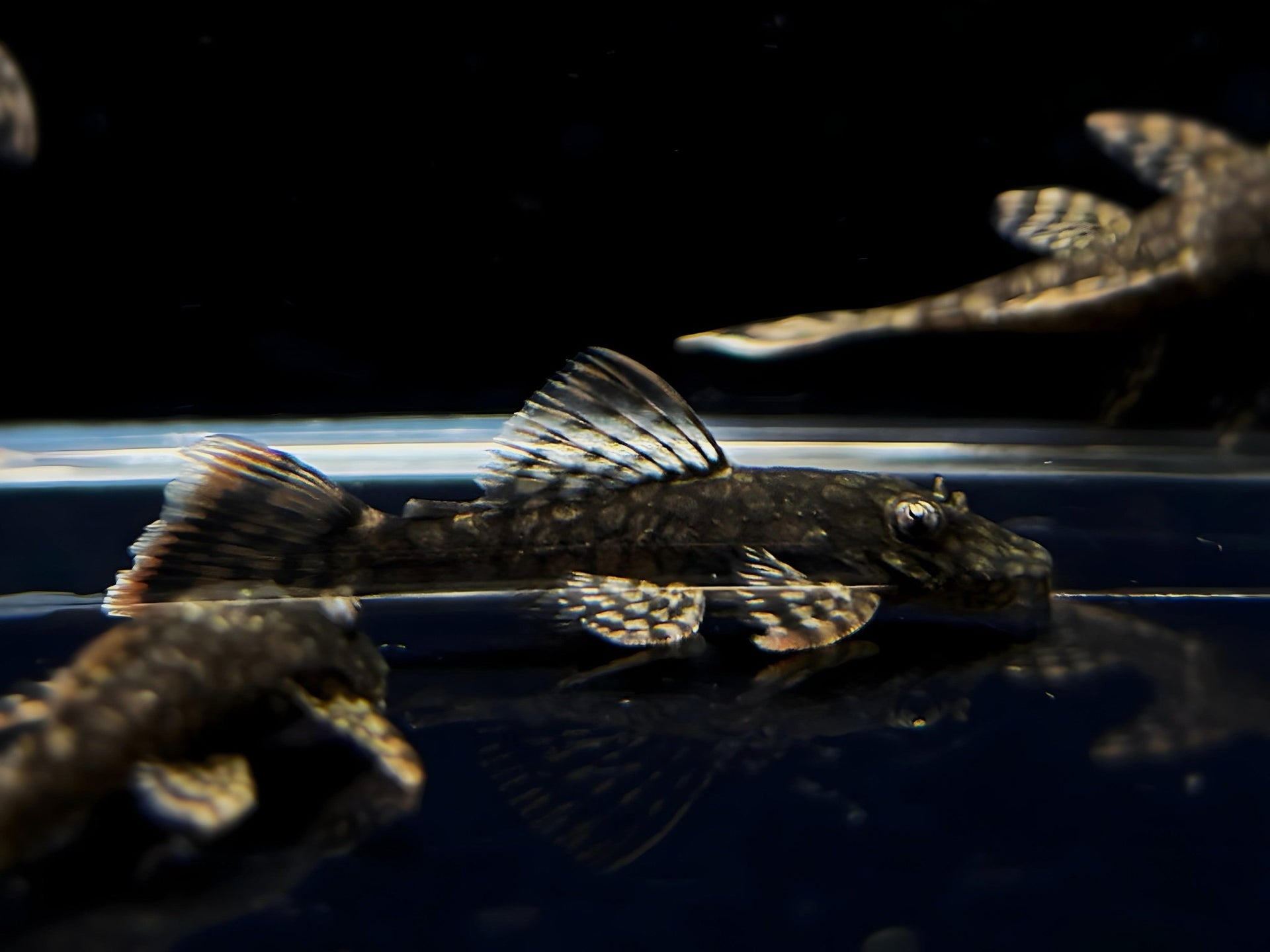 Honeycomb Bristlenose Pleco