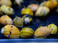 Zebra Nerite Snail