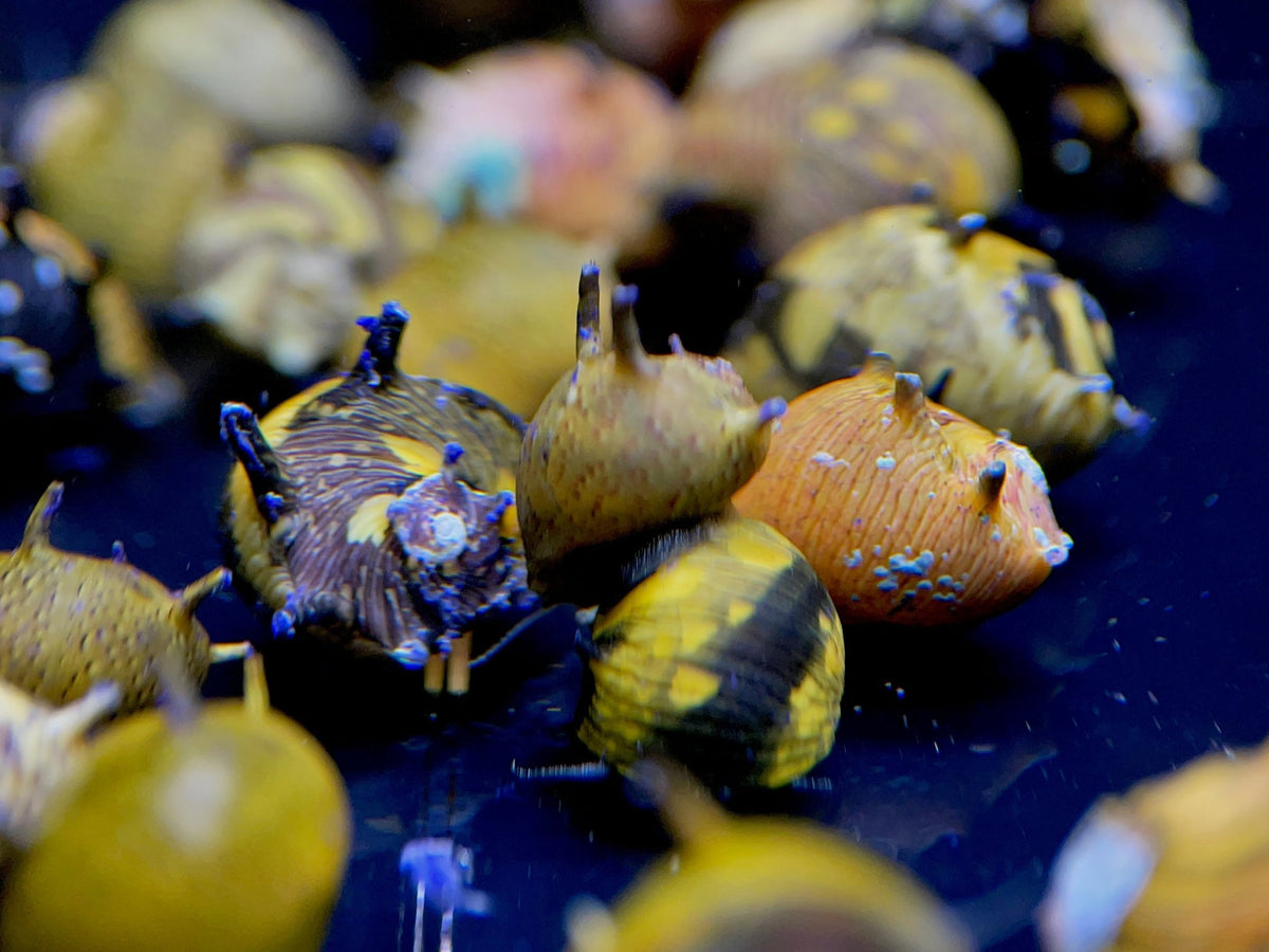Assorted Horned Nerite Snail - Efficient Algae Eater! – Aqua Huna