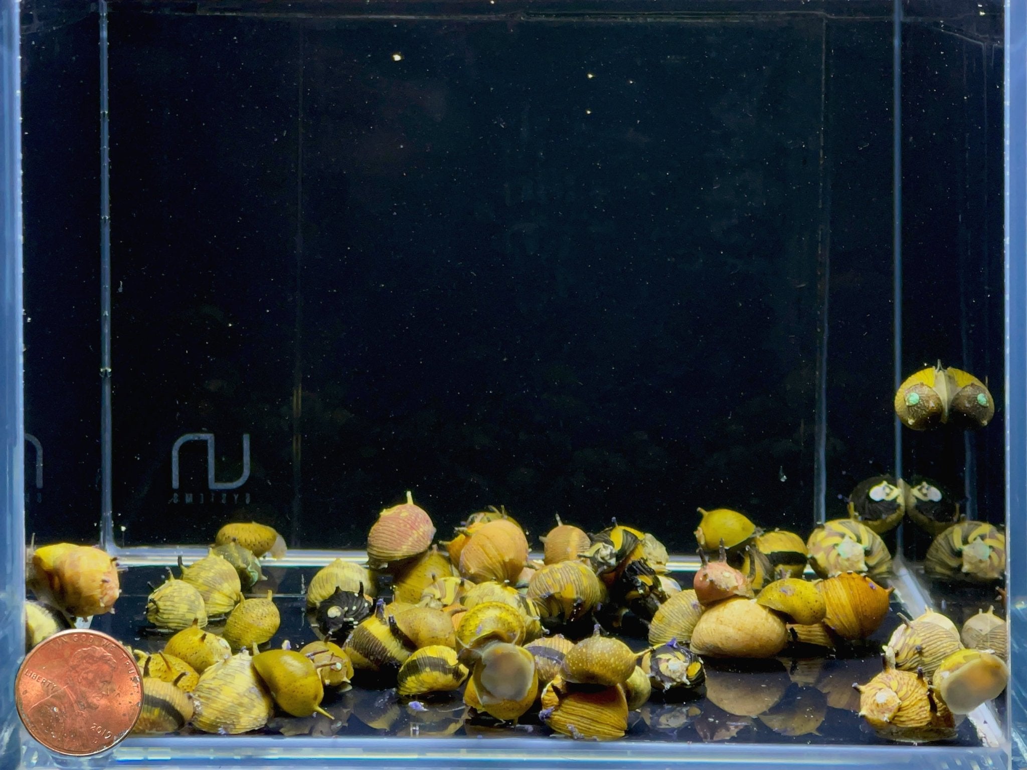 Horned Nerite Snail, Assorted - Aqua Huna