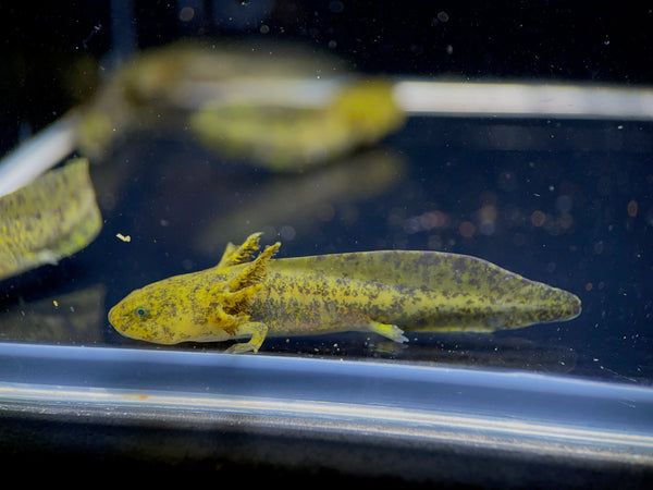 Hybrid Andersoni Axolotl - Aqua Huna