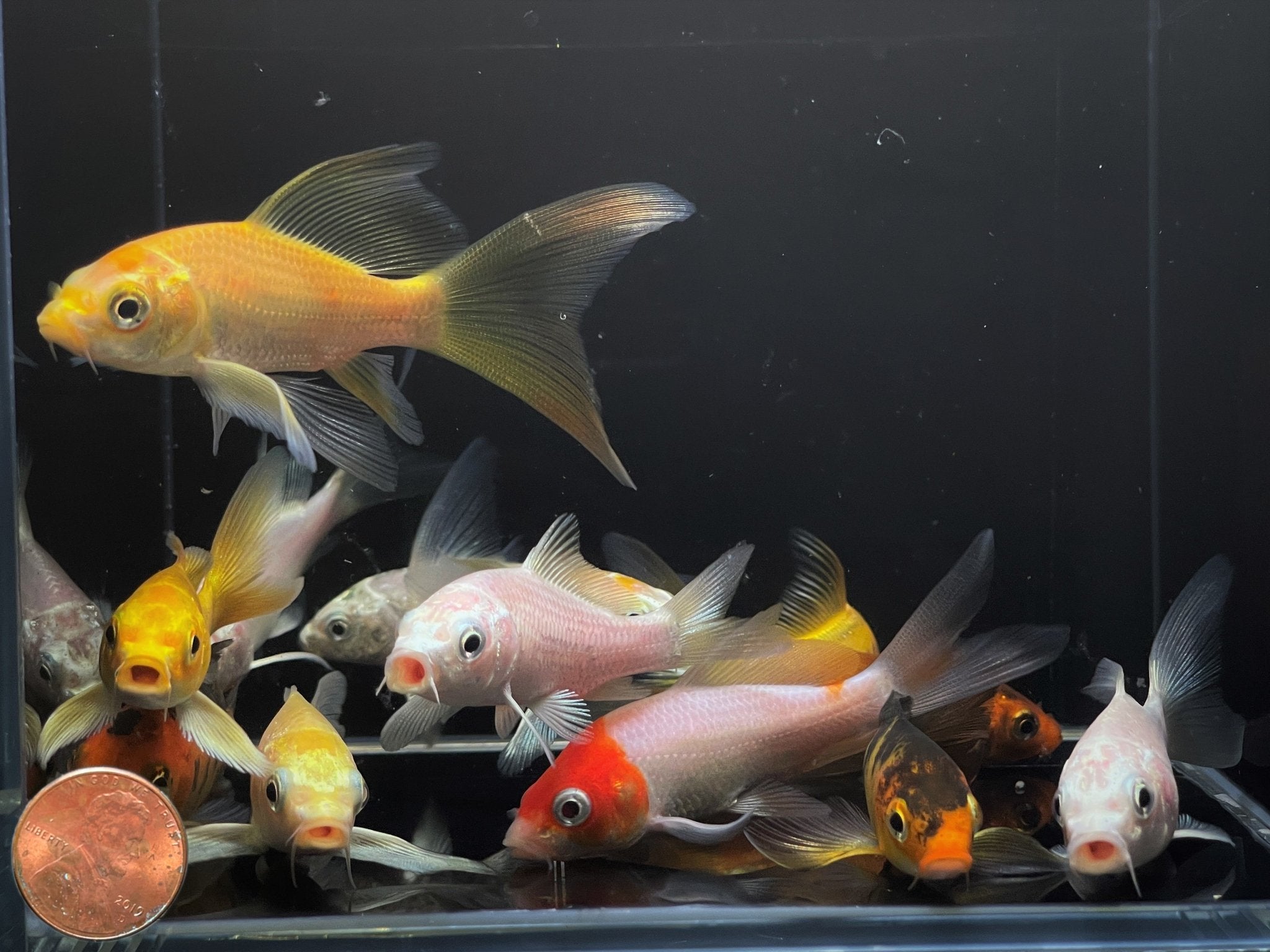 Imported Butterfly Koi (3 inch) - Aqua Huna