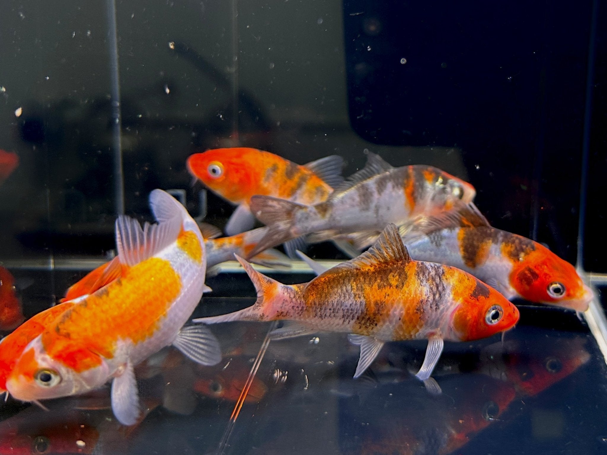 Imported Sanke Koi (3 inch) - Aqua Huna