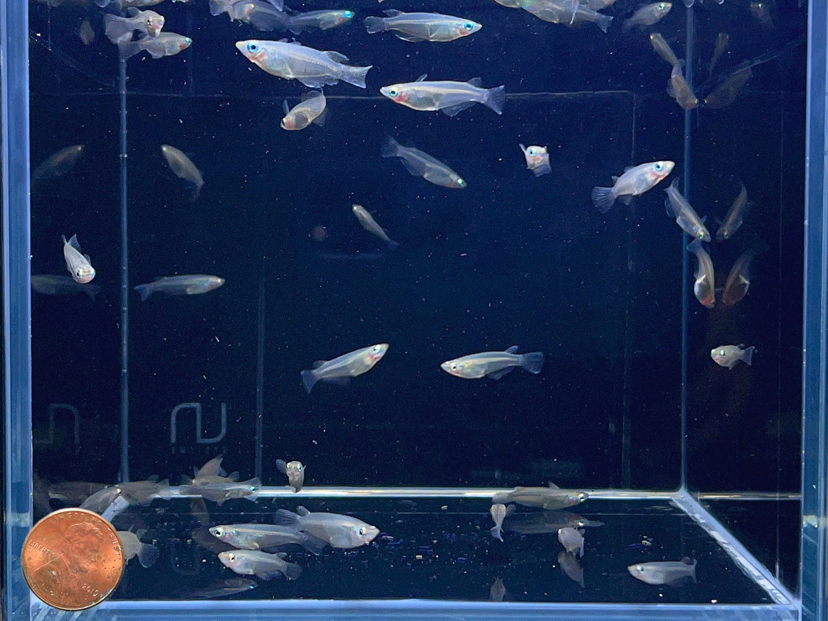 Assorted Rice Fish Indian Ricefish - Exotic Freshwater Aquarium Fish for Sale