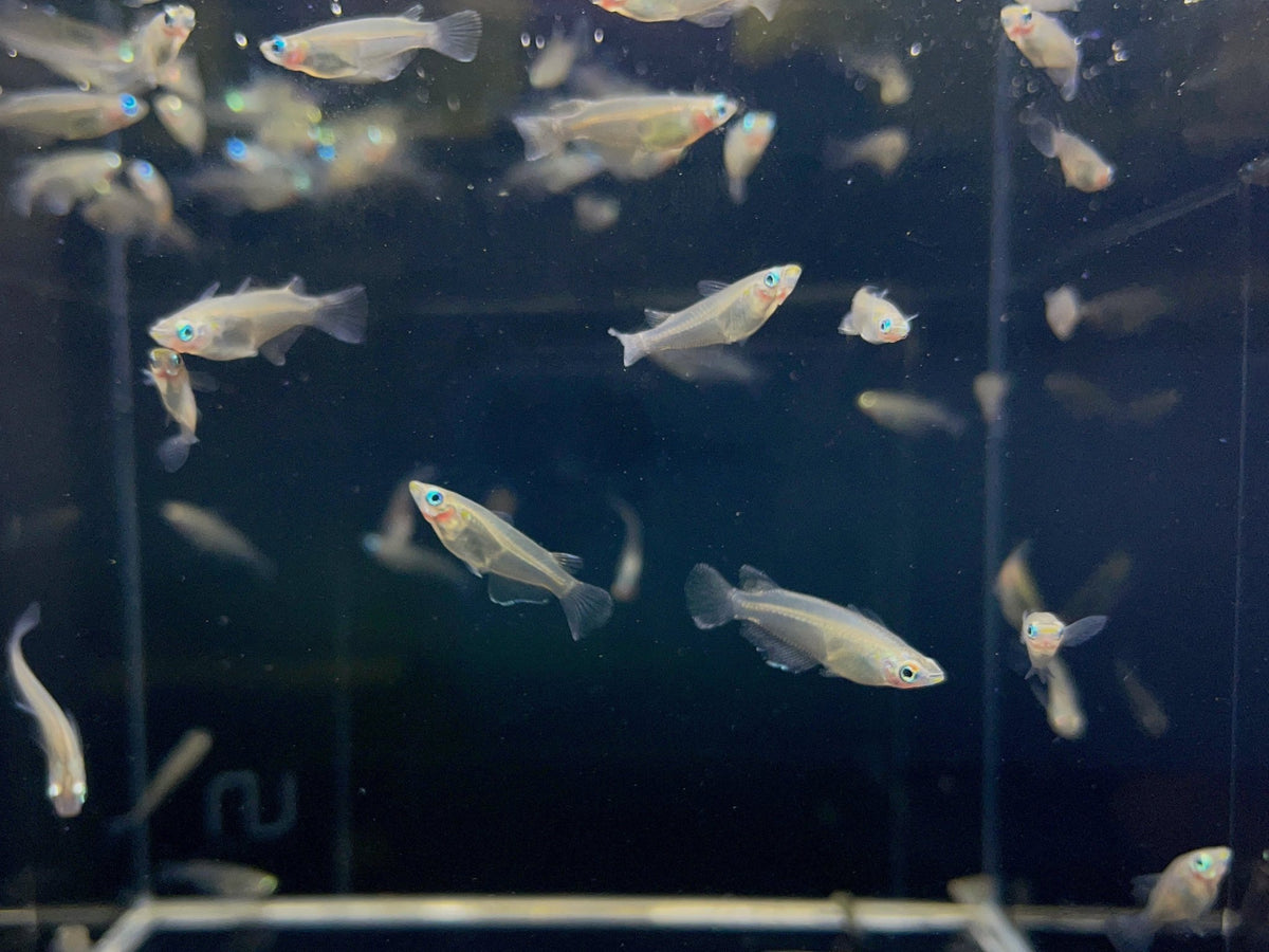 Assorted Rice Fish Indian Ricefish - Exotic Freshwater Aquarium Fish for Sale