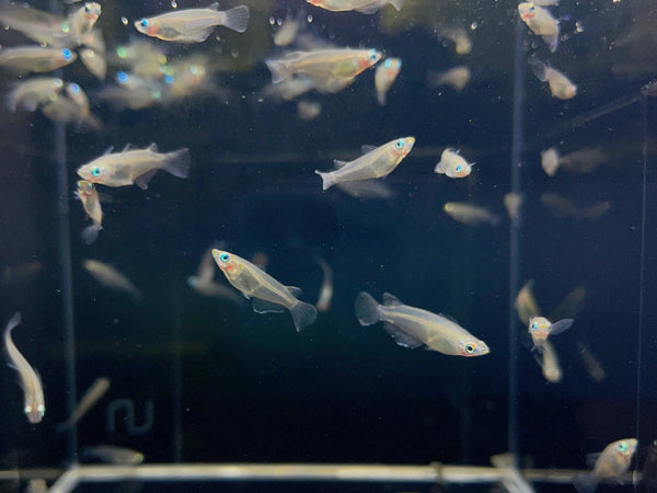 Ricefish | Unique Freshwater Aquarium Fish – Aqua Huna