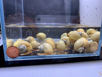 African Dwarf Frog - Blonde Leucistic